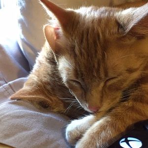 Meet your Posher, Alexandria